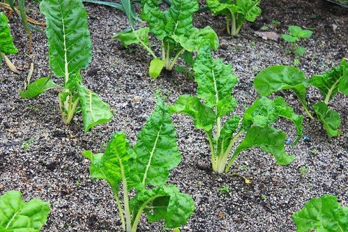 plant sprouts in garden